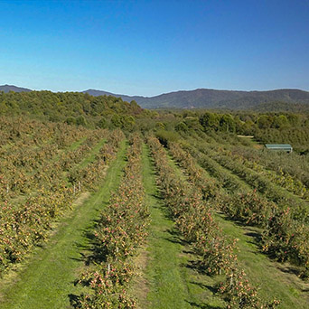 Orchards and Farm Markets